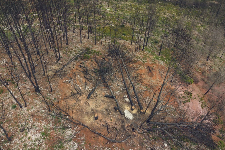 Vue aérienne d'arbres récemment abattus par l'Office national des forêts (ONF) après l'incendie des Corbières de 2025, à Thézan-des-Corbières, le 13 mai 2026 dans l'Aude
