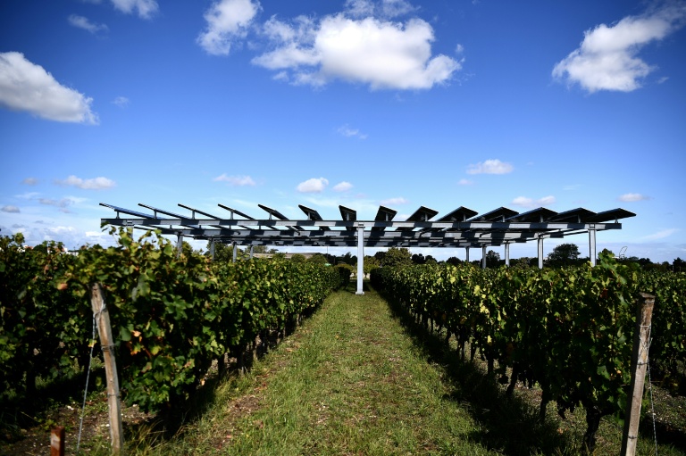 L'installation agrivoltaïque Vitisolar, un projet expérimental piloté par EDF, composé de panneaux photovoltaïques suspendus au-dessus d'un vignoble, à l'Institut des sciences de la vigne et du vin à Villenave-d'Ornon, près de Bordeaux, le 19 septembre 2023