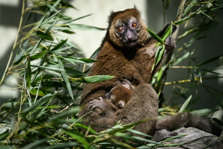 Un jeune grand hapalémurien né en captivité au Parc zoologique de Besançon le 6 mai 2026, s'accroche à sa mère à Besançon, le 10 juin 2026