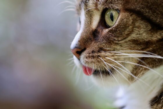 L'anxiété de séparation chez les chiens et les chats