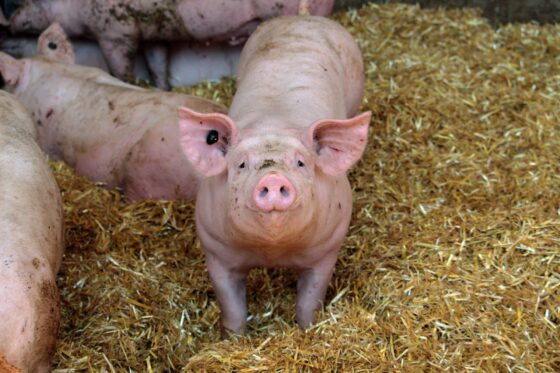 cochon