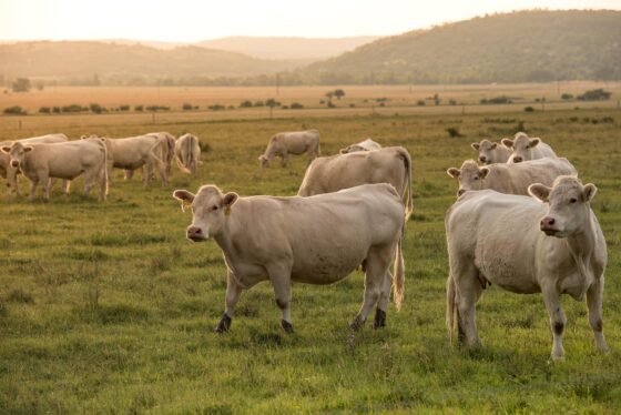 vache