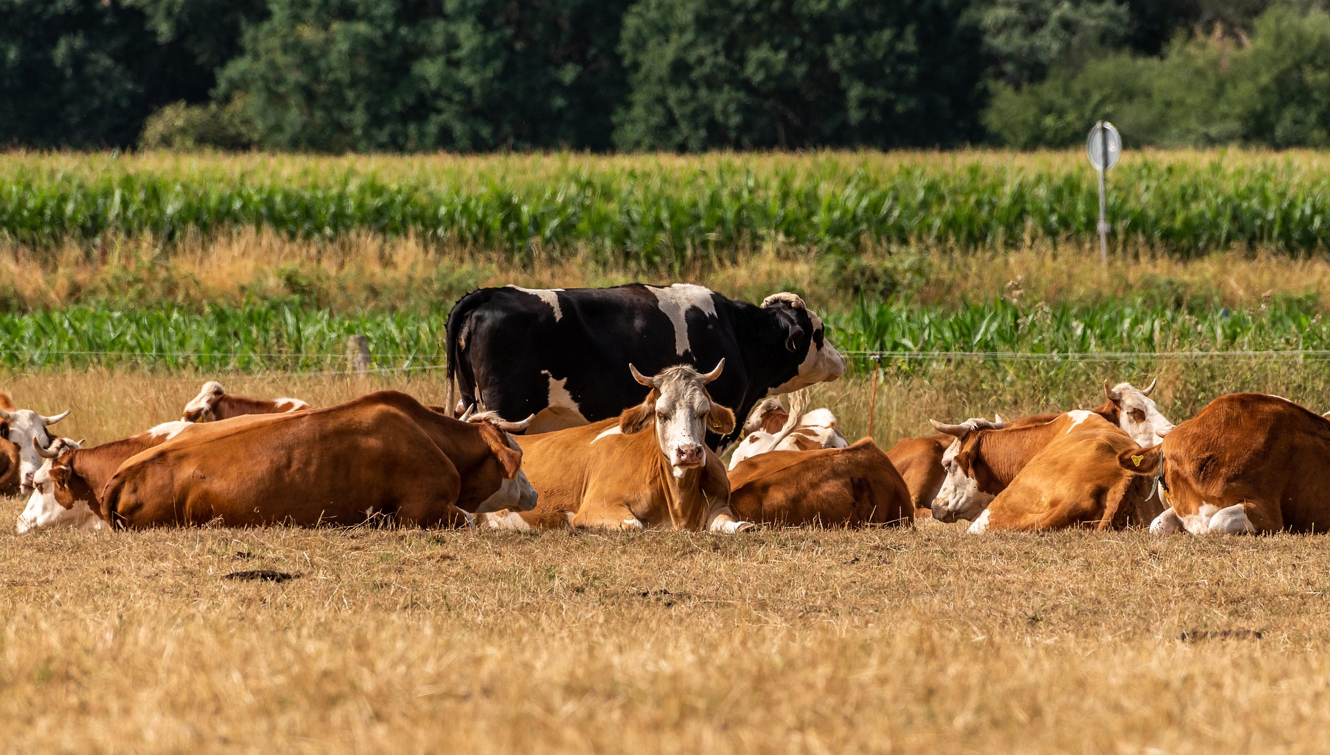 Les vaches ont particulièrement souffert de la canicule.