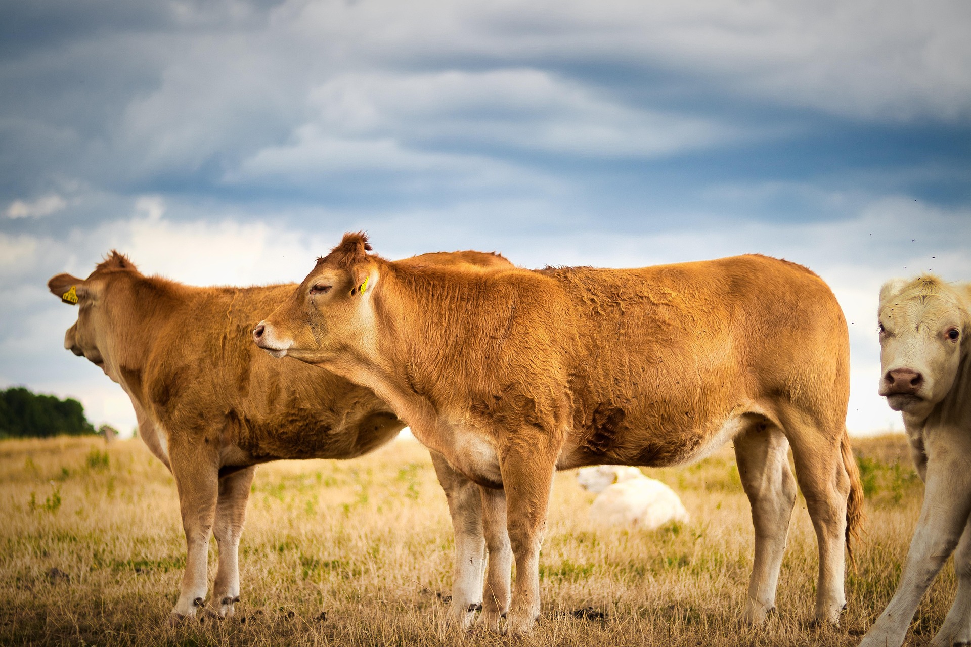 vaches