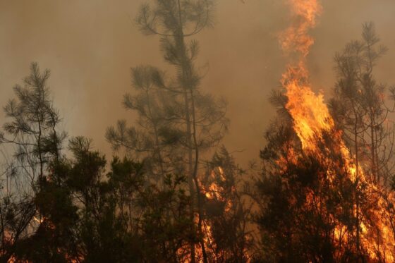 Incendie dans la forêt de Gironde avec des flammes et de la fumée.
