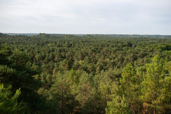 Vue de la forêt de Fontainebleau, zone touchée par un incendie.