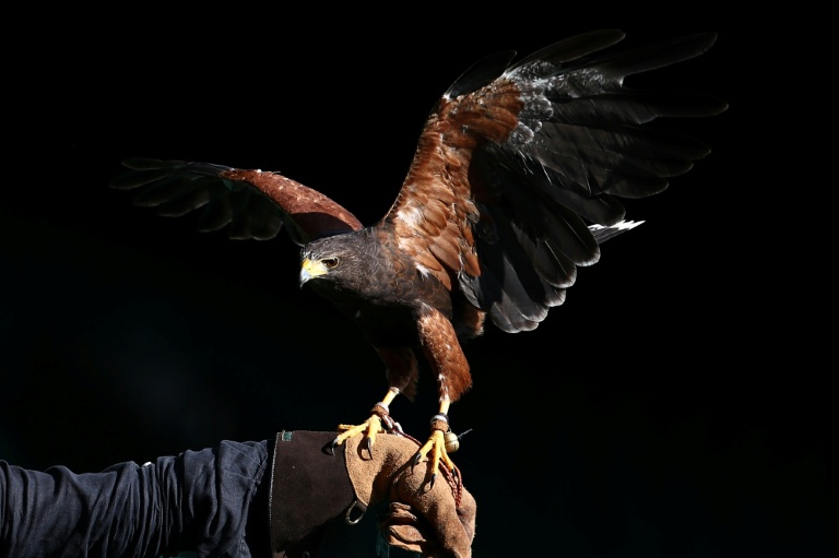 Rufus, une Buse de Harris en charge de la lutte anti-pigeons, est perché sur le poing de la fauconnière Donna Davis, au All England Lawn Tennis and Croquet Club de Wimbledon, le 1er juillet 2026