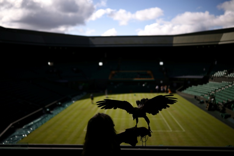 La fauconnière Donna Davis, avec Rufus, sa Buse de Harris, surveille les courts de Wimbledon, au troisième jour de l'édition 2026, le 1er juillet 2026