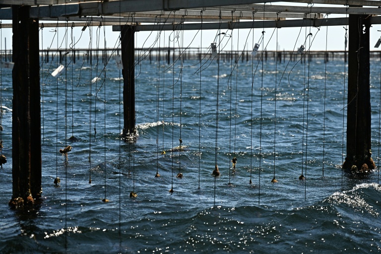 Un élevage d'huîtres à l'Etang de Thau, près de Sète, dans le sud de la France, le 2 juillet 2026