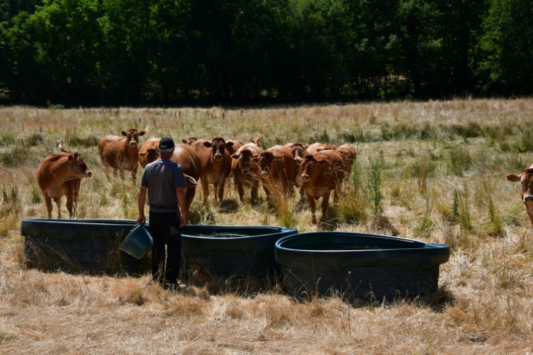 L'éleveur Pascal Mareix donne de l'eau à ses vaches à Mazeirat, le 7 juillet 2026 dans la Creuse