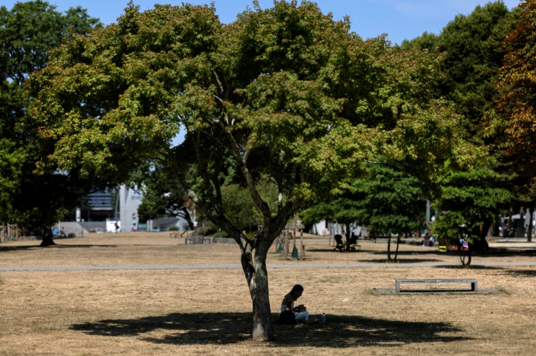 Une femme profite de l'ombre d'un arbre lors de la canicule, le 10 juillet 2026 à Lorient, dans le Morbihan
