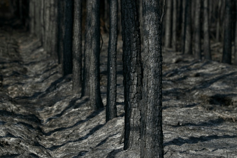 Des arbres calcinés à Marcheprime, à l'ouest de Bordeaux, le 30 juillet 2026