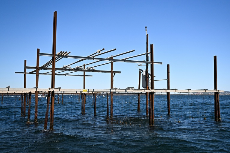 Un élevage d'huîtres à l'Etang de Thau, près de Sète, dans le sud de la France, le 2 juillet 2026