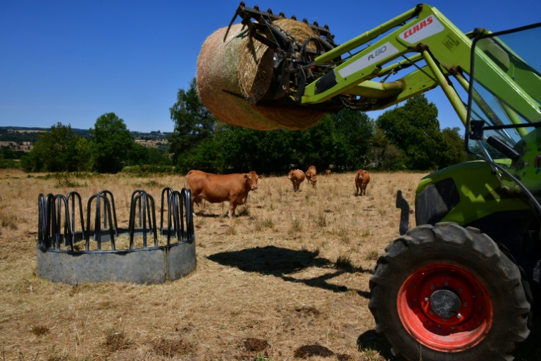 L'éleveur Pascal Mareix donne du foin à ses vaches à Mazeirat, le 7 juillet 2026 dans la Creuse