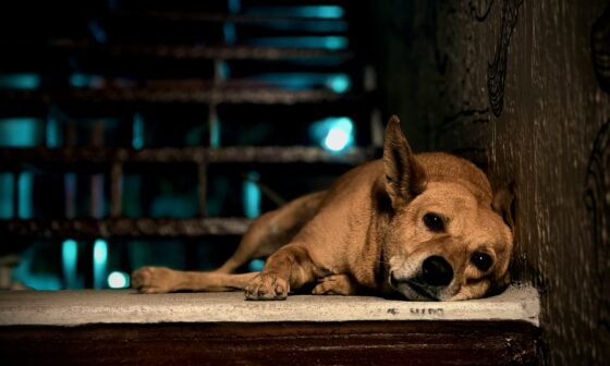 Abandon d'animaux : la SPA redoute un nouvel été sous haute tension