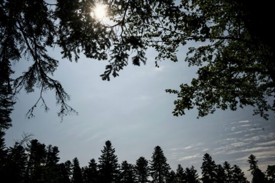 Canicule