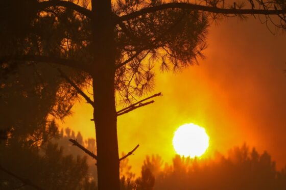 Coucher de soleil à travers des arbres pendant les incendies forestiers