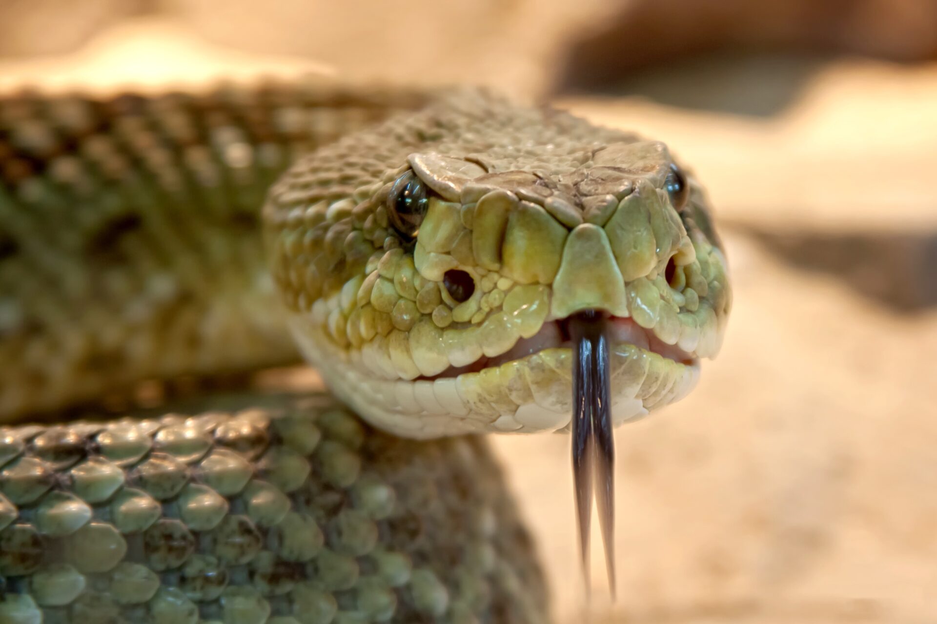 serpents