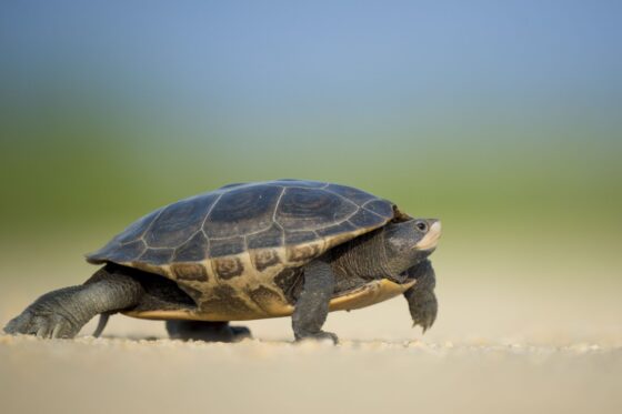 La tortue marine, sans GPS ni boussole