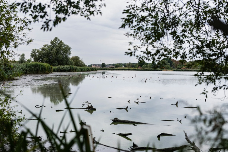 Vue des marais d'Harchies, une zone naturelle protégée belge, le 21 août 2026 à Bernissart dans le sud-ouest du pays