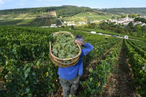 Un vigneron portant une récolte de raisins dans les vignobles de Bourgogne.
