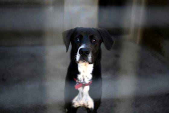 Un chien dans une animalerie, symbole des nouvelles sanctions sur la vente d'animaux.