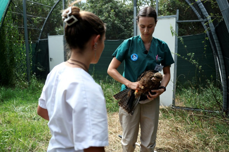 Un vétérinaire tient un milan dans une volière après que l'oiseau a été soigné pour une blessure, avant sa remise en liberté au centre de soins pour la faune sauvage de la LPO (Ligue pour la protection des oiseaux) Aquitaine à Audenge, le 6 août 2026