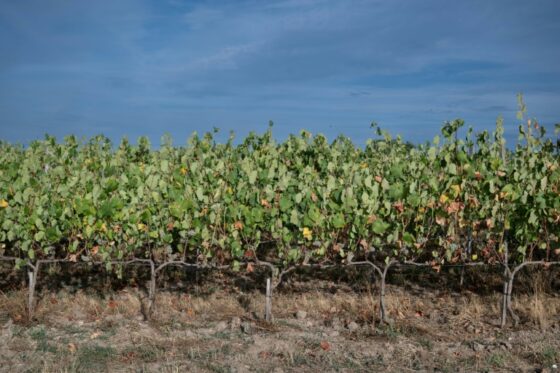 Vignes en Normandie, illustrant l'évolution de la viticulture dans la région.
