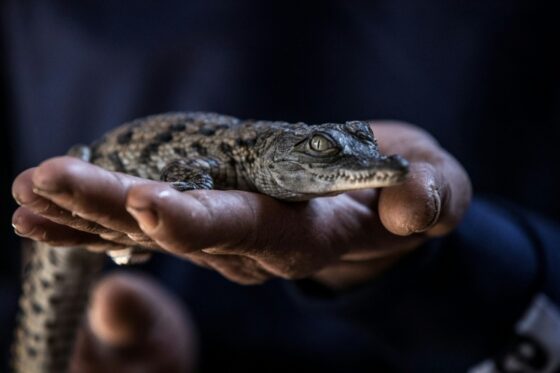 Un crocodile du Nil nouveau-né dans la main d'un soigneur.