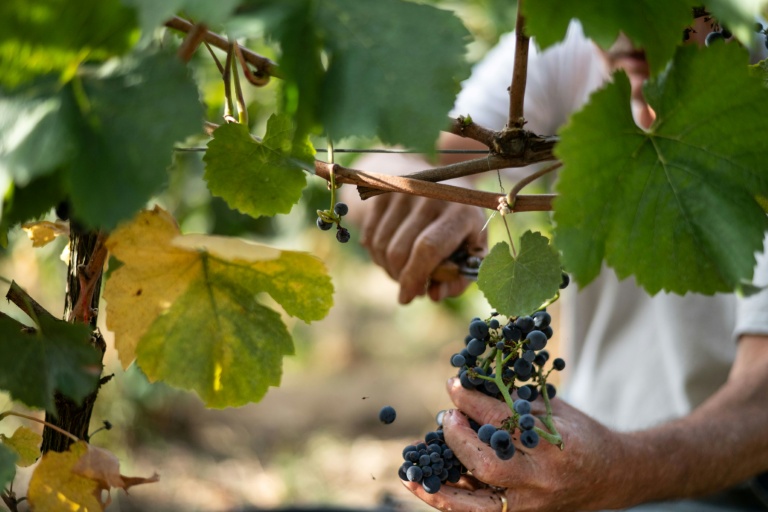 Un vendangeur récolte du raisin à Theix-Noyalo, près de Vannes (Morbihan), le 24 août 2026