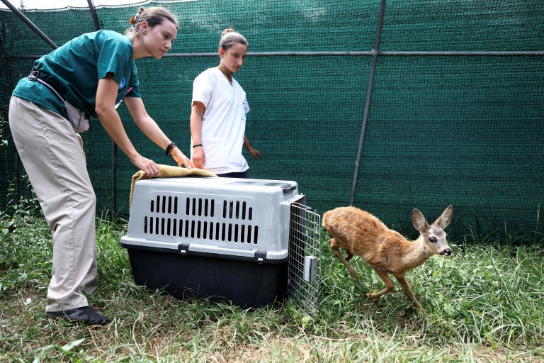 Un faon est relâché dans un enclos pour reprendre des forces après avoir été blessé lors d'un incendie ayant touché la Gironde, au centre de soins pour la faune sauvage de la LPO (Ligue pour la protection des oiseaux) Aquitaine à Audenge, le 6 août 2026