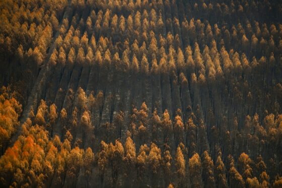 Vue aérienne d'une forêt partiellement brûlée en Gironde après le mégafeu.