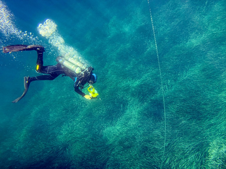 Un plongeur inspecte un herbier de Posidonie près de Porquerolles.
