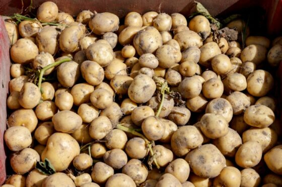 Récolte de pommes de terre dans une caisse en bois.