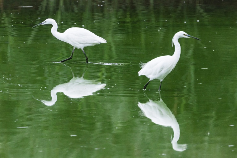 Des aigrettes dans les marais d'Harchies, une zone naturelle protégée belge, le 21 août 2026 à Bernissart dans le sud-ouest du pays