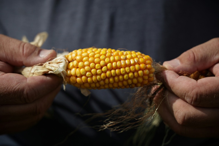 L'agriculteur Sébastien Maylin montre un épi de maïs dans l'un de ses champs à Bazordan, dans le sud-ouest de la France, le 24 août 2026