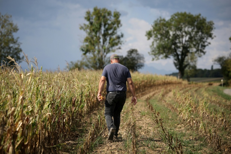 L'agriculteur Sébastien Maylin montre un épi de maïs dans l'un de ses champs à Bazordan, dans le sud-ouest de la France, le 24 août 2026