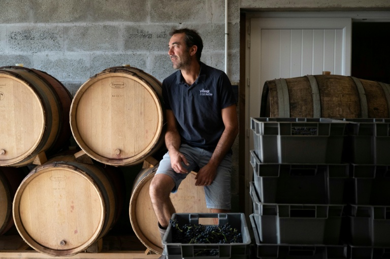 Loïc Fourrure, un pionnier de la viticulture en Bretagne, dans son chai pendant les vendanges à Theix-Noyalo, près de Vannes (Morbihan), le 24 août 2026