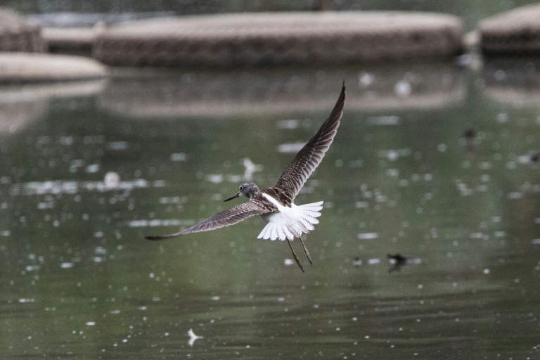 Un Chevalier aboyeur (Tringa nebularia) dans les marais d'Harchies, une zone naturelle protégée belge, le 21 août 2026 à Bernissart dans le sud-ouest du pays