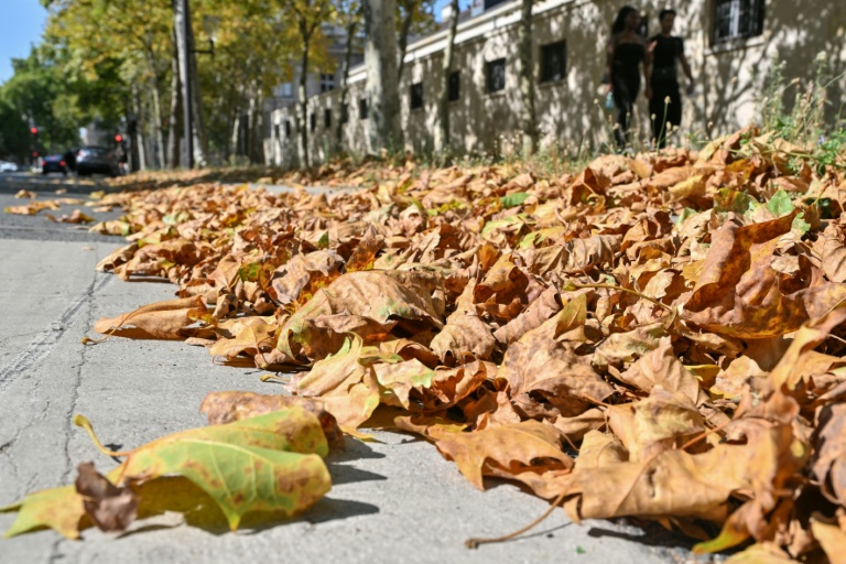 Des feuilles mortes, le 16 août 2026 à Paris