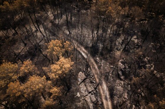 Vue aérienne d'une zone touchée par un incendie dans la forêt de Fontainebleau, montrant des arbres et des cendres.