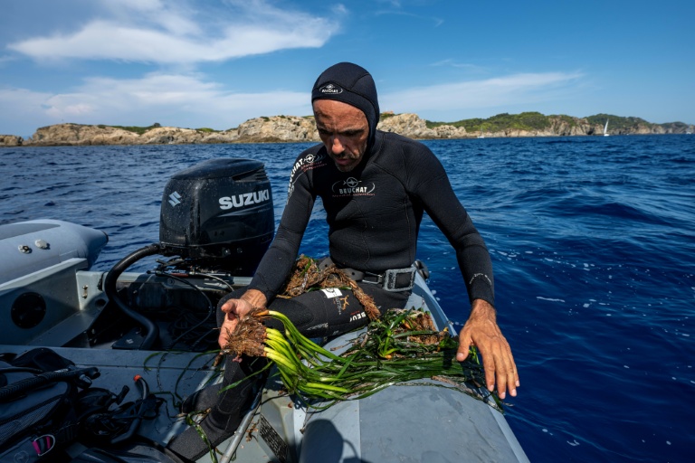 Le plongeur du Parc national de Port-Cros Thomas Abiven montre un herbier de Posidonie arraché par une ancre, près de l'île de Porquerolles, en France, le 12 août 2026