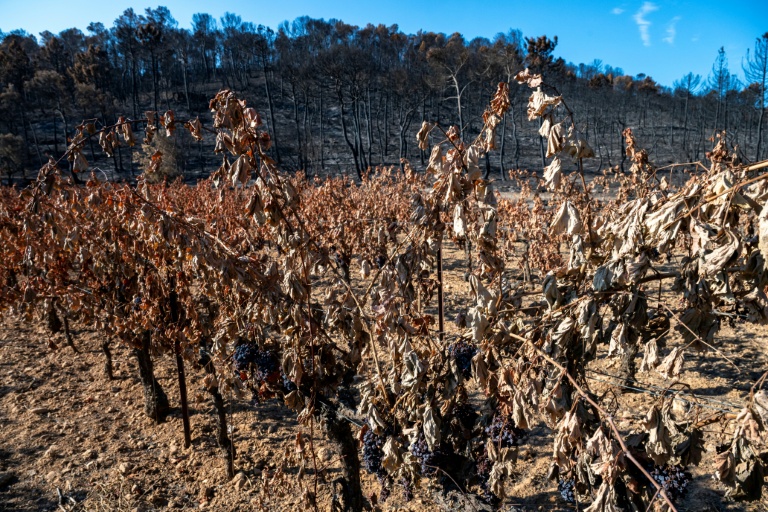 Un vignoble dévasté par un feu de forêt à Correns, dans le Var, le 17 août 2026