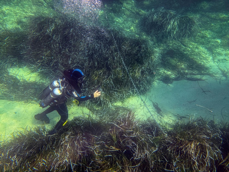 Un plongeur de la Direction départementale des territoires et de la mer (DDTM) s'assure que les lourdes ancres ne raclent pas les herbiers de posidonie, près de l'île de Porquerolles, en France, le 12 août 2026