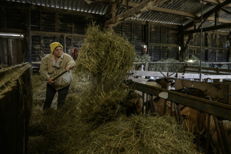 L'agricultrice Dominique Raud dans son exploitation à Herran, dans le département de la Haute-Garonne, le 13 avril 2026