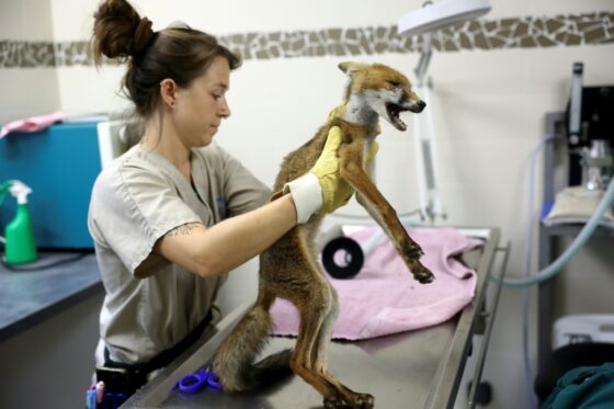 Une vétérinaire soigne un renard au centre de soins pour animaux sauvages à Audenge.
