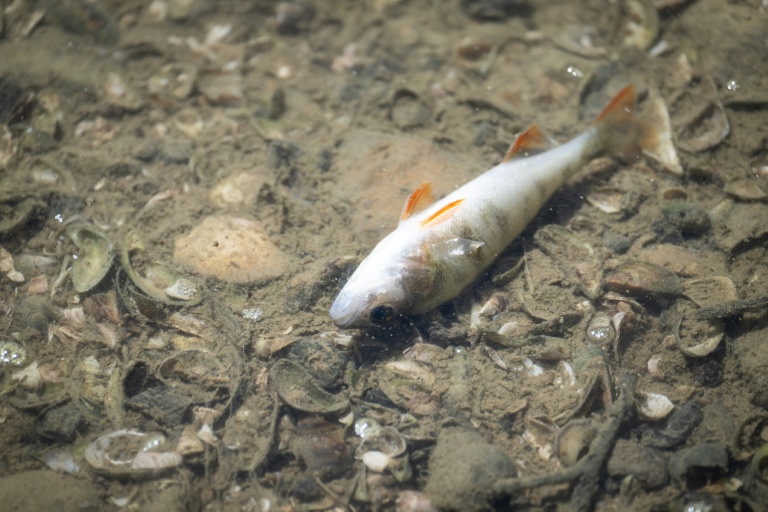 Un poisson mort dans le Doubs à Villers-le-Lac le 9 juillet 2026