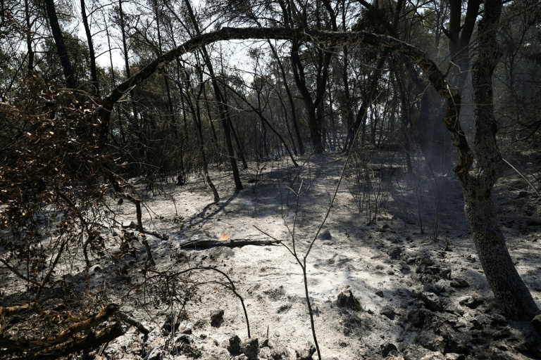 Végétation calcinée après un incendie sur la commune varoise de Montfort-sur-Argens, le 1er août 2026