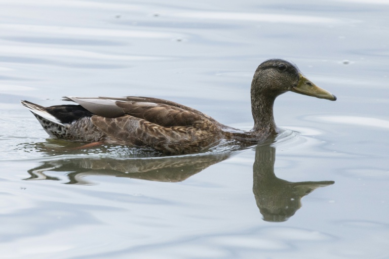 Une cane colvert dans les marais d'Harchies, une zone naturelle protégée belge, le 21 août 2026 à Bernissart dans le sud-ouest du pays