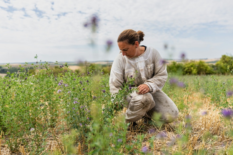 Une apicultrice inspecte des plants de luzerne à Bouleuse, dans la Marne, le 6 août 2026